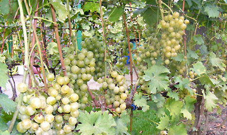 szolo termes1