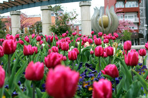 Tulipánok a tulipános szökőkút körül