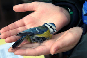 Folytatódnak a téli madárgyűrűzések Botfán