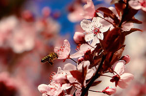 Méhek milliárdjai az élelmiszer-előállításban