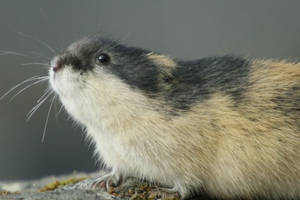 LEMMING, A MESSZI SZAK APRCSKA URA