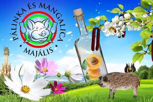 VII. Plinka s Mangalica Majlis