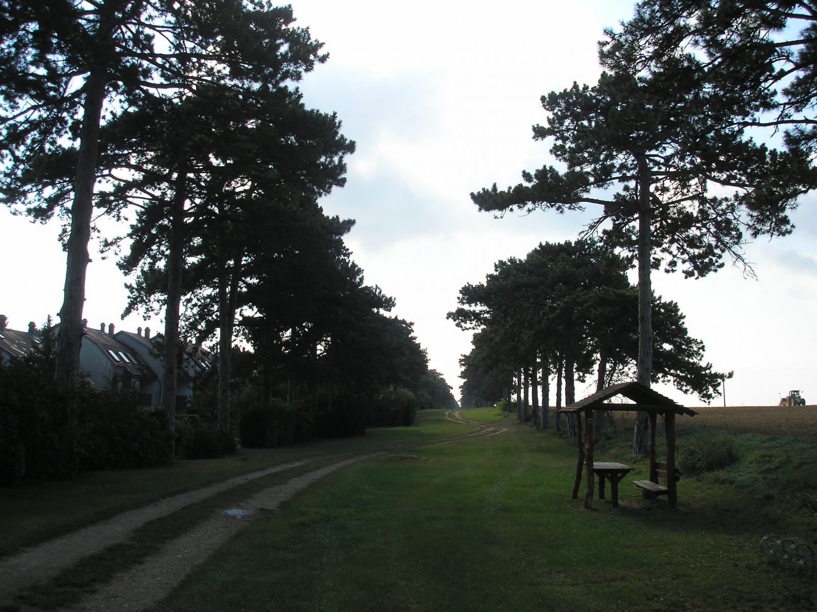 Fenyves-allé